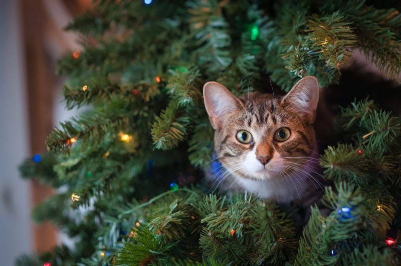 An Array of Styles: Exploring the Different Types and Materials of Artificial Christmas Wreaths and Garlands